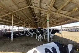 مشکلات دامداران از پرداخت نشدن تسهیلات نهاده تا واردات بی‌حساب