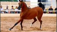 بهترین نژاد اسب عرب در ایران



