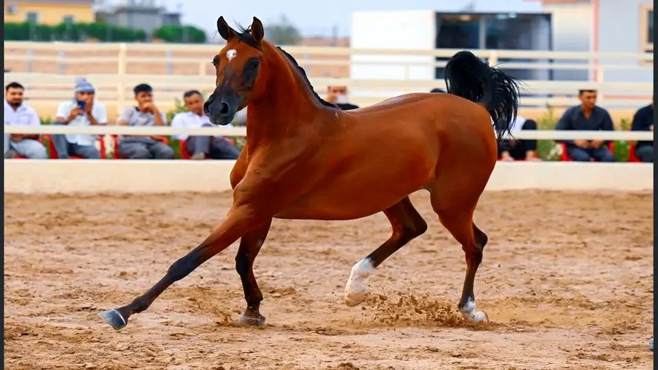 بهترین نژاد اسب عرب در ایران




