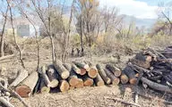 اجرای حکم اعدام درختان کوهپایه