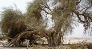 تصویری عجیب از یک درخت در سیستان و بلوچستان/ عکس