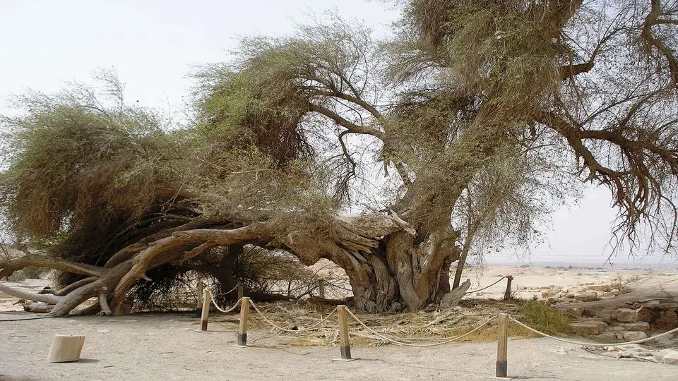 تصویری عجیب از یک درخت در سیستان و بلوچستان/ عکس