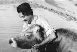 «گاو» آغازگر جشنواره بین‌المللی فیلم‌های ایرانی در زوریخ