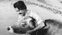 «گاو» آغازگر جشنواره بین‌المللی فیلم‌های ایرانی در زوریخ