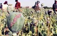 افغانستان: قصه پیوند درهم‌تنیده اقتصاد، مواد و قدرت در بستر تاریخ
