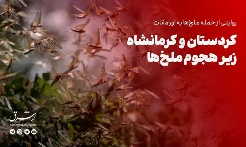 هجوم ملخ ها به کردستان و کرمانشاه