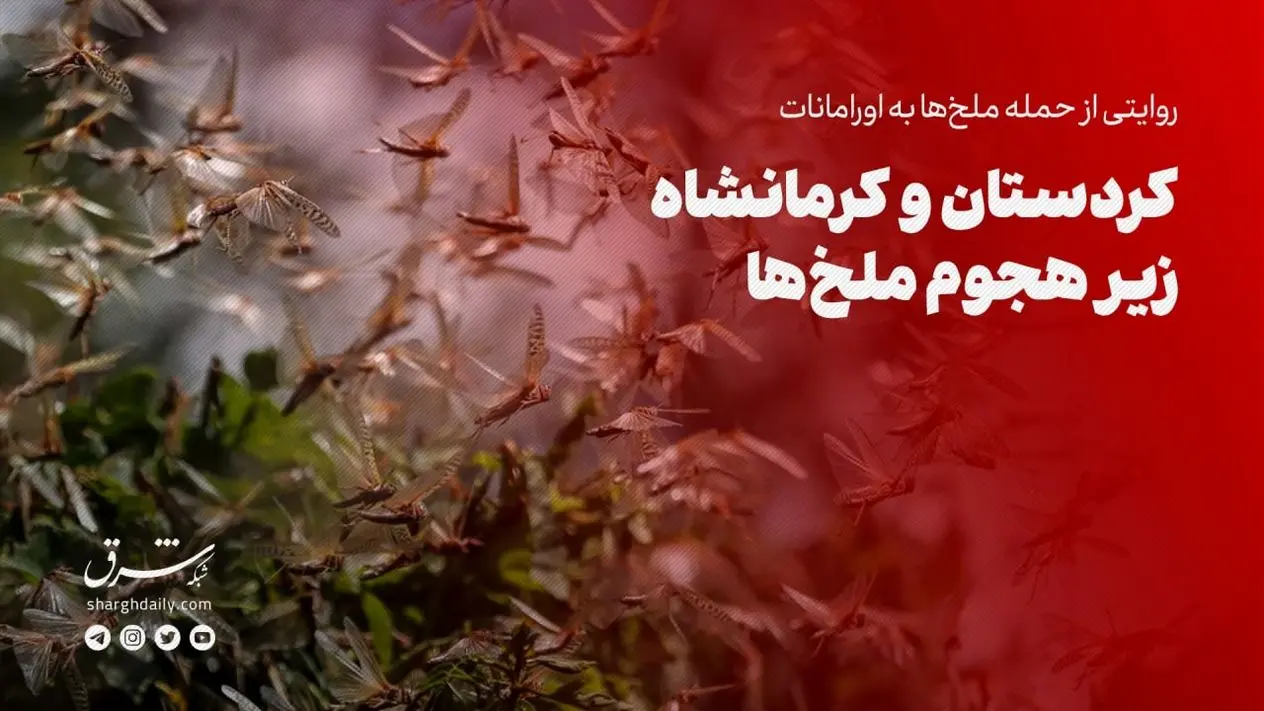 هجوم ملخ ها به کردستان و کرمانشاه