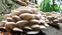 شیوع مسمومیت با قارچ‌های خودرو در فصل بهار
