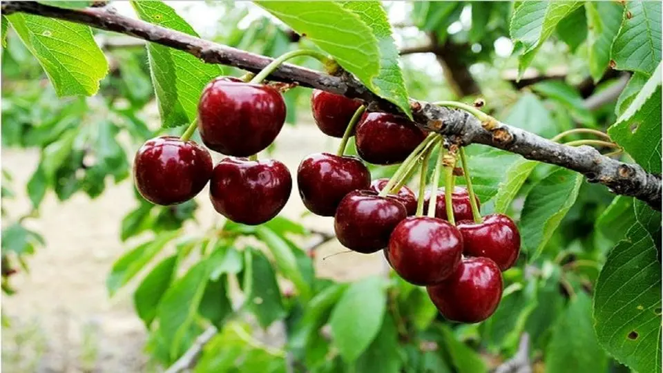 پس از گوجه سبز و چغاله بادام، گیلاس هم با قیمت میلیونی به بازار رسید!