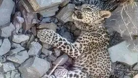 توله پلنگ ایرانی در بشاگرد تلف شد
