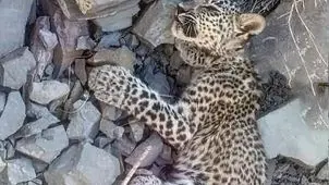 توله پلنگ ایرانی در بشاگرد تلف شد
