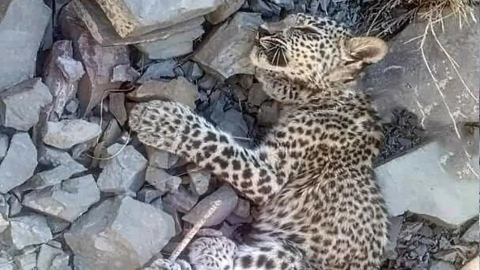 توله پلنگ ایرانی در بشاگرد تلف شد
