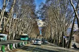 همه متهمان نابودی چنارهای ولیعصر
