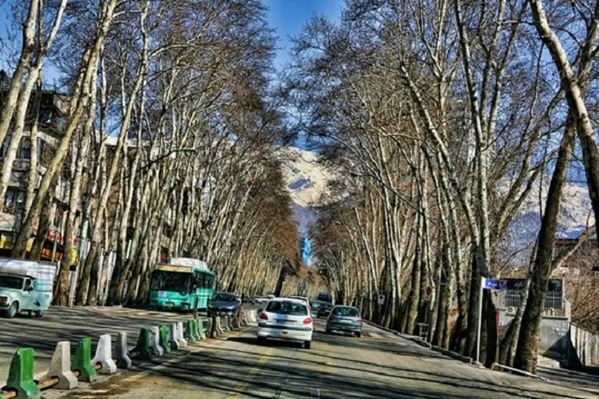 همه متهمان نابودی چنارهای ولیعصر
