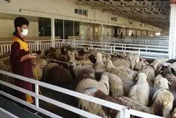 صادرات دام متوقف شده است