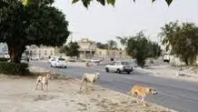 حمله سگ به ۸ نفر 