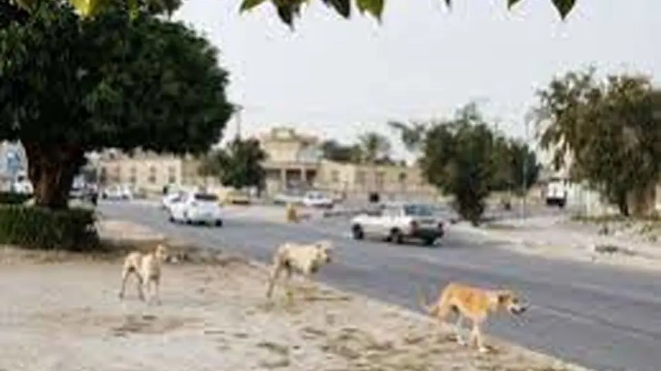 سگ ولگرد در آناخاتون تبریز کودک ۳ ساله را به کما برد