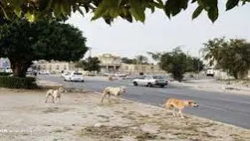 سگ ولگرد در آناخاتون تبریز کودک ۳ ساله را به کما برد