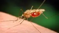 ۳۸۶ مورد ابتلای قطعی به مالاریا در سیستان و بلوچستان
