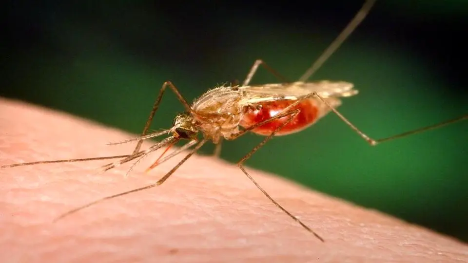 ۳۸۶ مورد ابتلای قطعی به مالاریا در سیستان و بلوچستان
