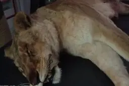 علت تلف شدن یک قلاده شیر نر در نور چه بود؟