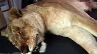علت تلف شدن یک قلاده شیر نر در نور چه بود؟