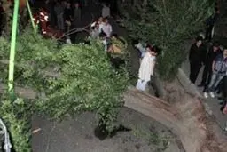 فوت ۲ کودک در پی سقوط درخت در پارک جنگلی نور مازندران