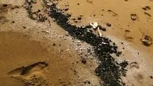 مهار کامل آلودگی نفتی در سواحل گناوه