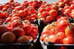 ارزانی گوجه فرنگی تا هفته آینده ؛ گوجه به کیلویی چند می رسد؟
