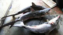 کوسه‌ها قربانیان بی‌دفاع سوپ باله و طب چینی

