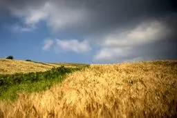 جزییات خرید گندم تضمینی ۱۴۰۴ اعلام شد
