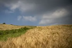 جزییات خرید گندم تضمینی ۱۴۰۴ اعلام شد

