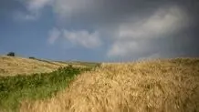 جزییات خرید گندم تضمینی ۱۴۰۴ اعلام شد
