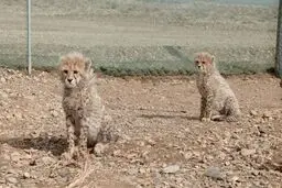 سلامت «آذر» و «توران» در یکسالگی