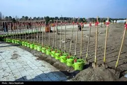 توزیع رایگان ۱۰ میلیون نهال از فردا