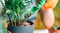 طریقه مصرف آمینو اسید برای گیاهان آپارتمانی