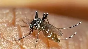 احتمال ثبت مرگ‌ومیر با تب دنگی؛ تعداد مبتلایان در هرمزگان افزایش یافت

