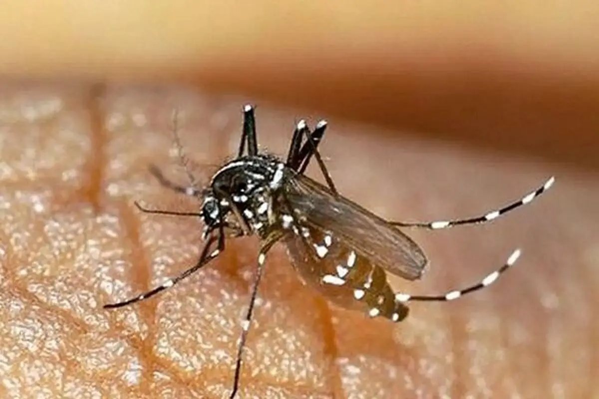 احتمال ثبت مرگ‌ومیر با تب دنگی؛ تعداد مبتلایان در هرمزگان افزایش یافت

