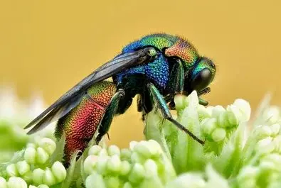زنبور وحشی (بی‌عسل) رنگارنگ