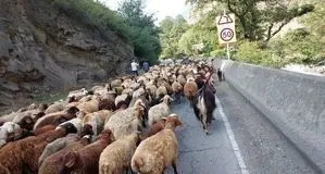 جاده چالوس مسدود است

