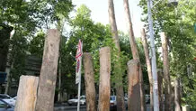 فاجعه در ولیعصر؛ چنارهای کهنسال در آستانه نابودی

