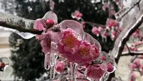 سرمای بهاره تهدیدی برای محصولات کشاورزی