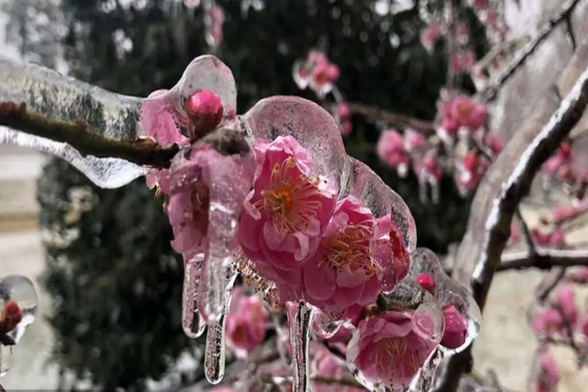 سرمای بهاره تهدیدی برای محصولات کشاورزی