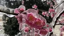 سرمای بهاره تهدیدی برای محصولات کشاورزی