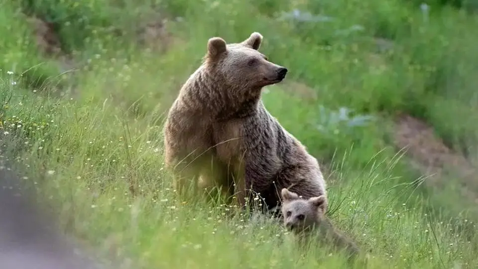  گشت‌زنی خرس مادر و توله‌هایی که امسال به دنیا آمدند


