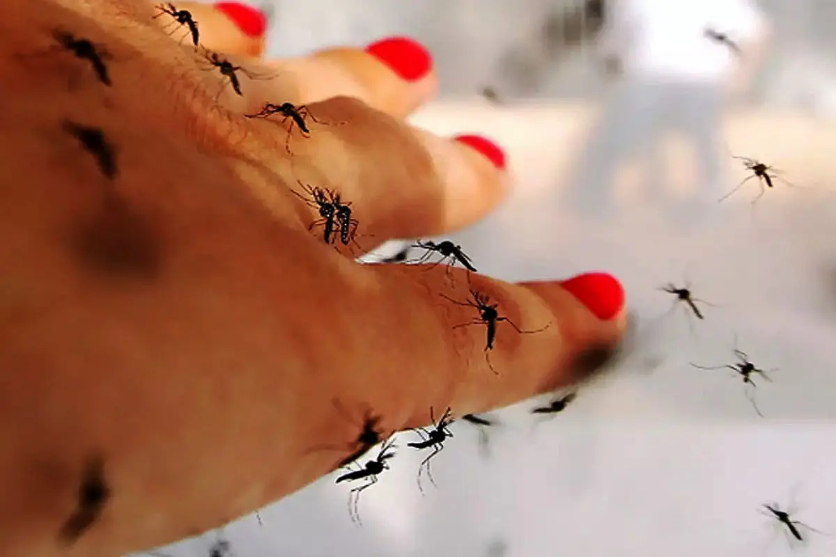 جولان پشه قاتل آئدس و تب دنگی در ایران/ «تب دنگی» در کشور فراگیر می‌شود