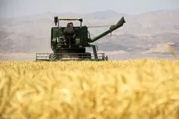 پرداخت ۱۴ هزار و ۸۰۰ میلیارد تومان به گندمکاران