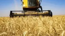 طرح تازه در گلستان برای نجات گندم از هدررفت