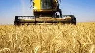 طرح تازه در گلستان برای نجات گندم از هدررفت