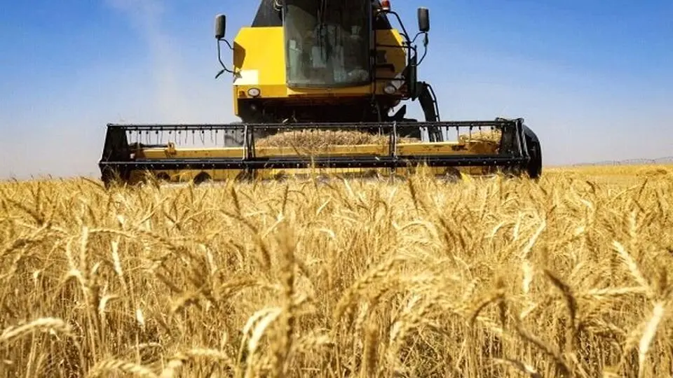 طرح تازه در گلستان برای نجات گندم از هدررفت